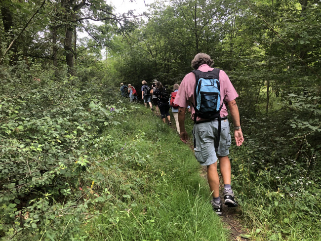 Verschlungene Pfade zum Bullenheimer Berg