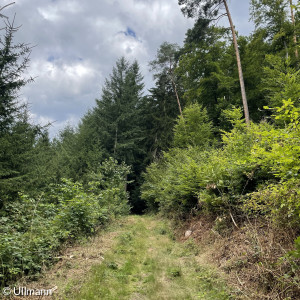  Eine Wegstrecke der geplanten Gemeindewanderung im Spessart