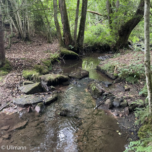Der Kropfbach im Spessart